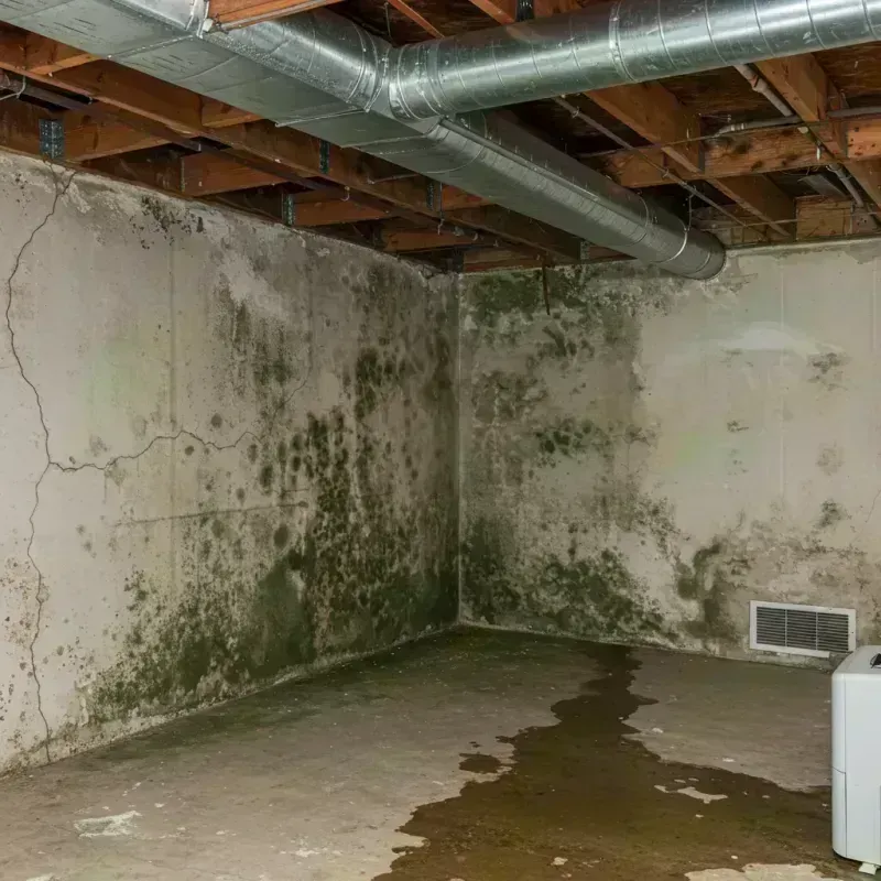 Professional Mold Removal in Stanley, WI